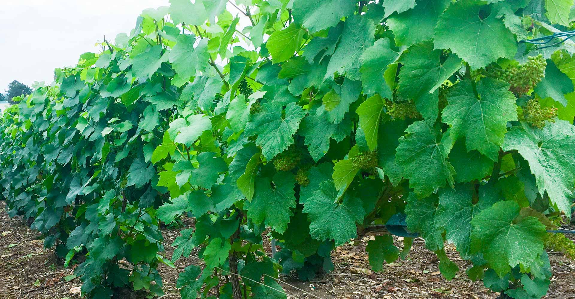 Jak se Champagne pěstuje